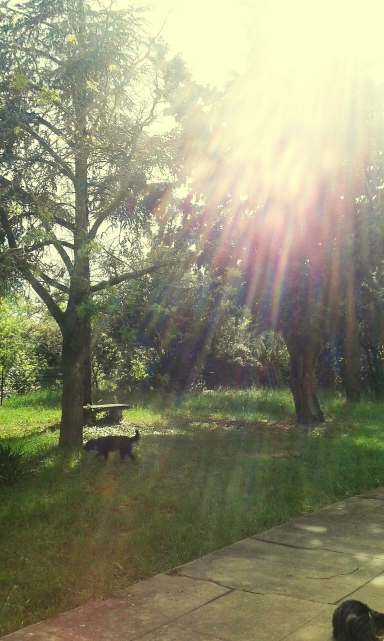 sun, tree, sunbeam, sunlight, lens flare, tranquility, tranquil scene, grass, nature, beauty in nature, growth, water, sunny, park - man made space, scenics, green color, day, outdoors, tree trunk, shadow