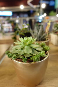 Close-up of potted plant on table