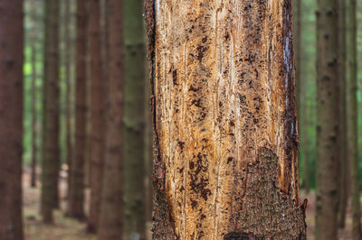 Close-up of bamboo tree trunk in forest