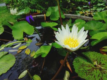 Close-up of lotus water lily blooming outdoors