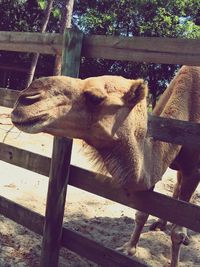 View of an animal pen