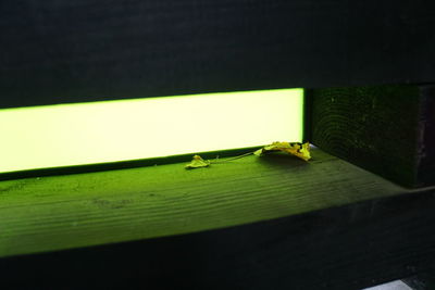 Close-up of insect on wall