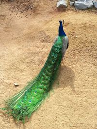 High angle view of peacock