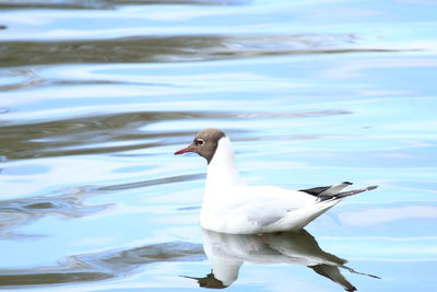 Seagull on a lake