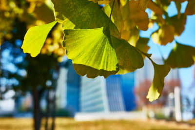 Close-up of yellow maple leaves on tree