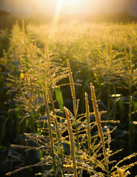 Close-up of crops growing on field against sky