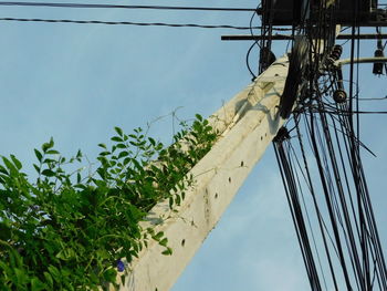 Low angle view of tree against sky