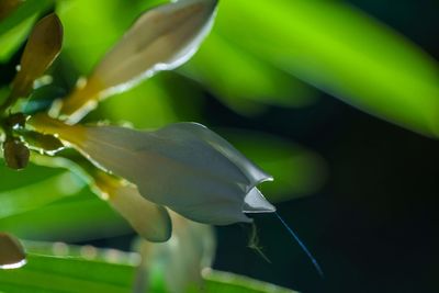 Close-up of white flowering plant