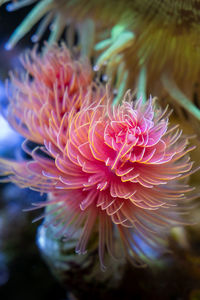 Close-up of pink flower in sea