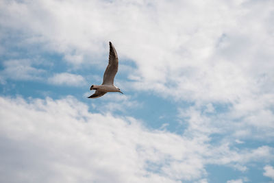 Low angle view of seagull flying