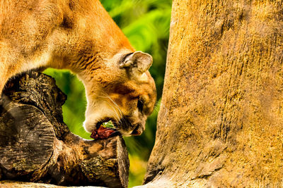 Close-up of a tree trunk