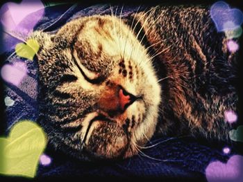 Close-up of cat sleeping