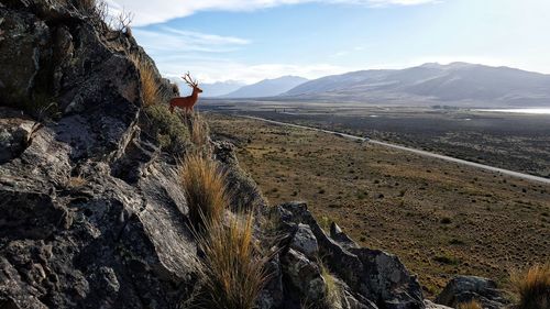High angle view of stag on mountain against sky
