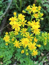 Close-up of yellow flowers blooming outdoors