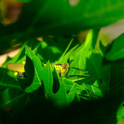 Close-up of insect on leaf