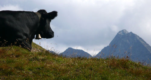 Cows on field against mountain range