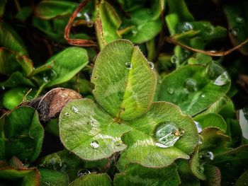 Close-up of fresh green plants in water