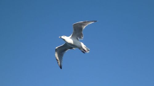 Low angle view of seagull flying against clear blue sky