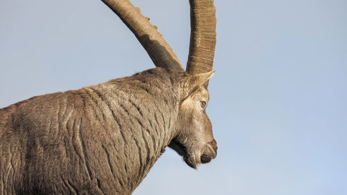 Low angle view of a horse against the sky