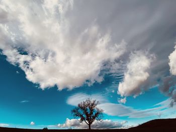 Low angle view of trees against blue sky