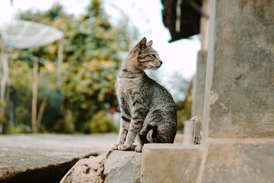 View of a cat sitting on wall