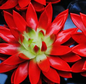 Close-up of red flowers blooming outdoors