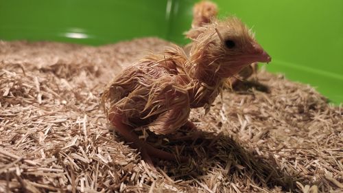 Close-up of a bird on field