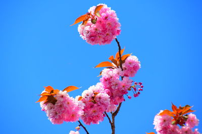 Low angle view of pink flowering plant against clear blue sky