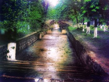 Narrow canal along trees