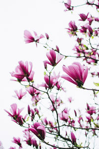 Close-up of pink flowers blooming on tree