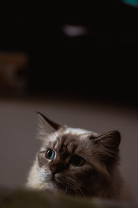 Close-up portrait of a cat