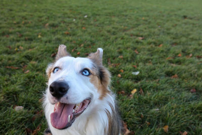 Portrait of dog on field