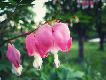 Close-up of pink flowering plant in park