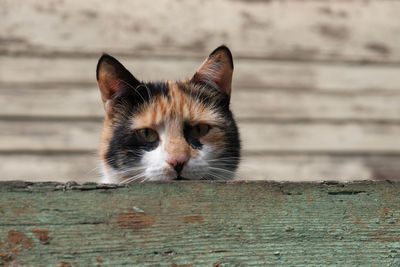 Close-up portrait of cat