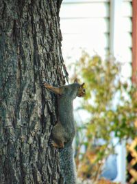 Squirrel on tree trunk