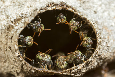 Close-up of bee on leaf