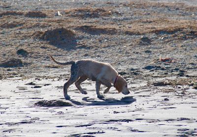 Dog smelling while walking on beach