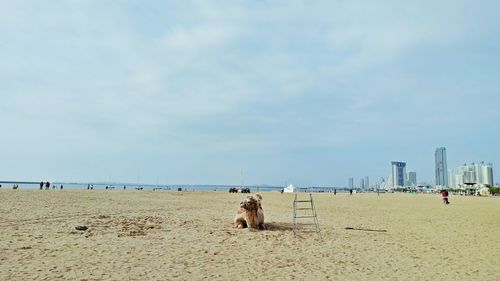 Panoramic view of dogs on beach against sky