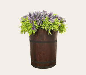 Close-up of potted plant against white background