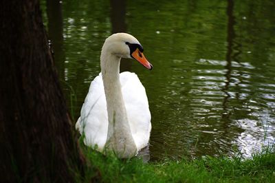 White swan in water