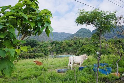 View of cows on field by plants