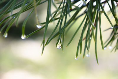 Raindrop on pine leaf. blurred background