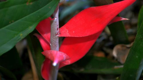 Close-up of wet red flower blooming outdoors