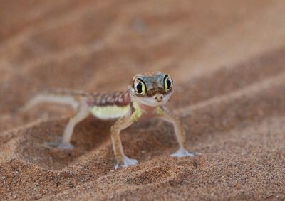 Close-up of a lizard on land