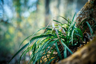 Close-up of plant growing on field