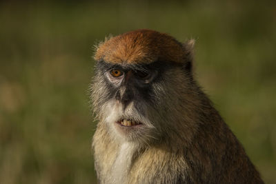 Close-up of monkey