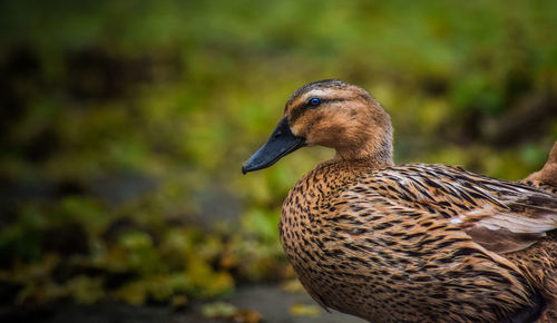 Close-up of duck