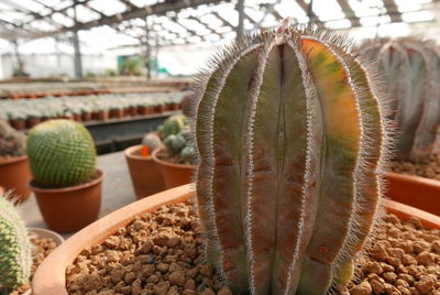 Close-up of succulent plant in greenhouse