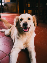 Portrait of dog sitting on floor