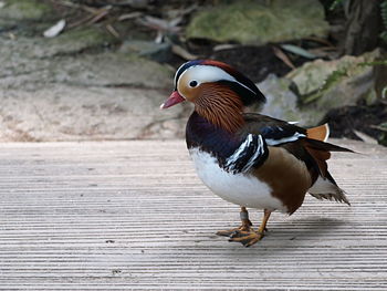 Close-up of male mandarin duck